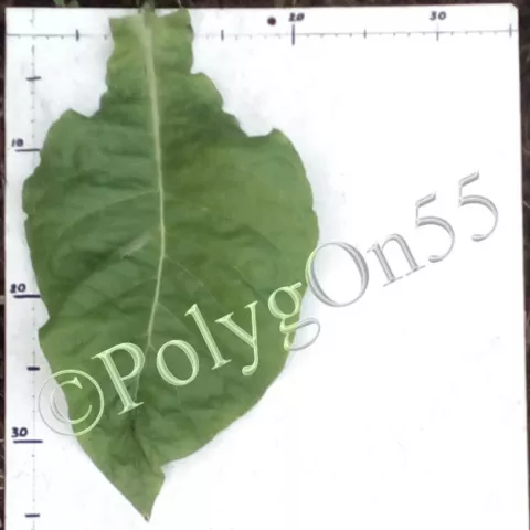 Табак Virginia Bright W 10 лист