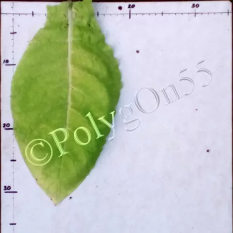 Virginia Zamojska 4 лист третьей ломки