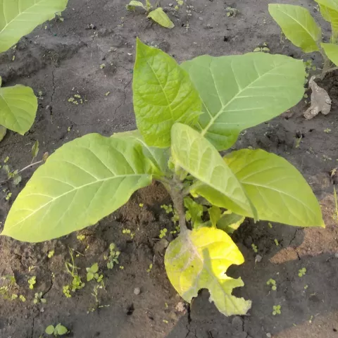 Венгерский 22