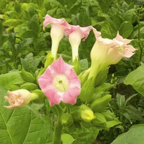 Венгерский 22_fl