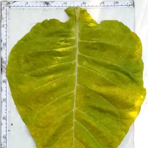 Венгерский 22_l