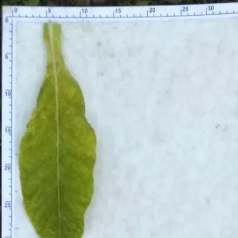 Восточный_l