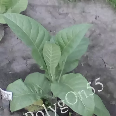 Табак Walkers Broad Leaf куст