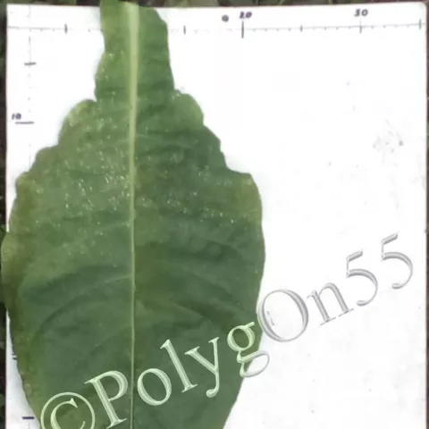 Табак Walkers Broad Leaf лист