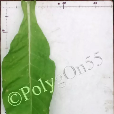 Ward лист второй ломки