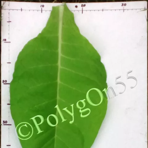 Ward лист первой ломки