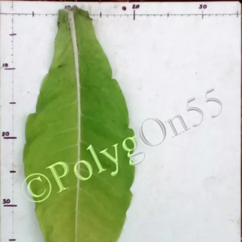 Warner лист второй ломки