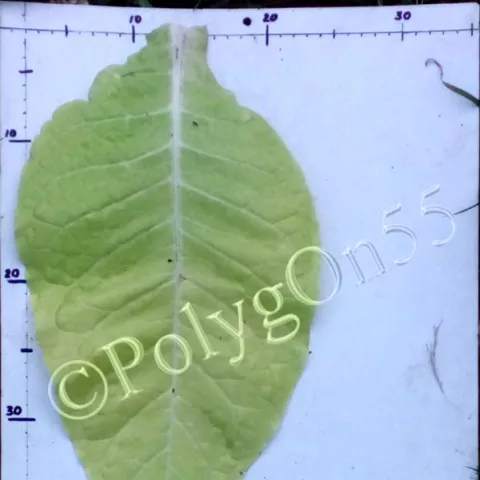 Warner лист первой ломки