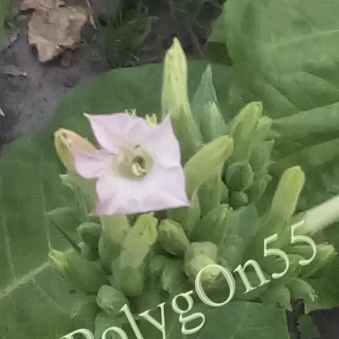 Табак Woods цвет