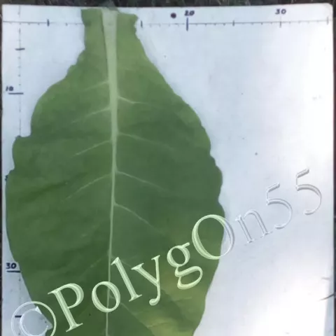 Табак Woods лист