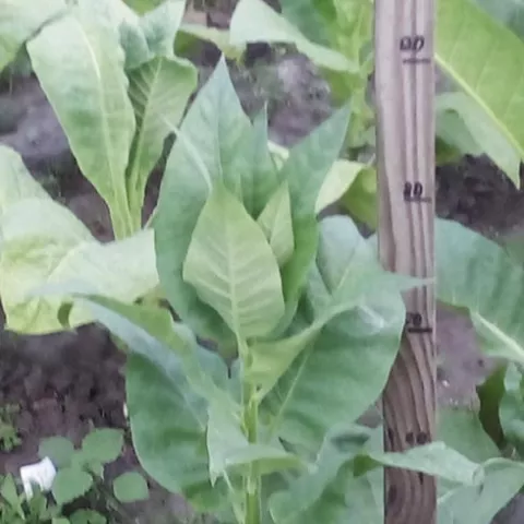 Табак Xanthi-Parental куст