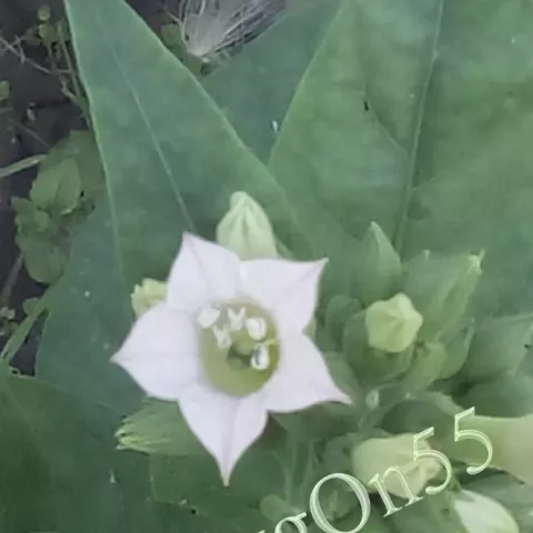 Табак Xanthi-Parental цвет