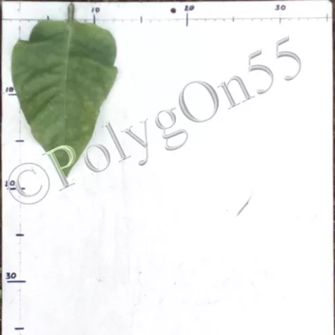 Табак Xanthi-Parental лист