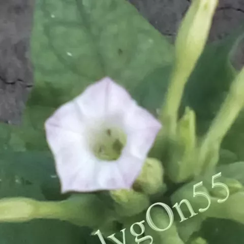 Табак Xanthi Yaka №18A цвет