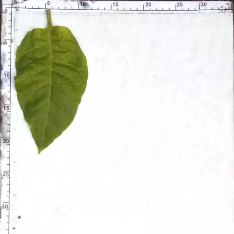 Xanthi (MITCHELL-MOR)_l