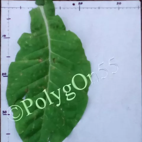 Yayladag лист второй ломки