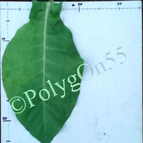 Yayladag лист первой ломки