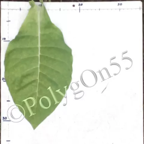 Табак Юкон (Yukon) лист