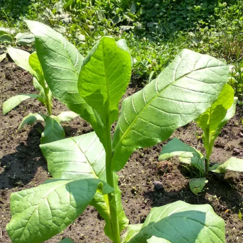 Южнобережный_k1