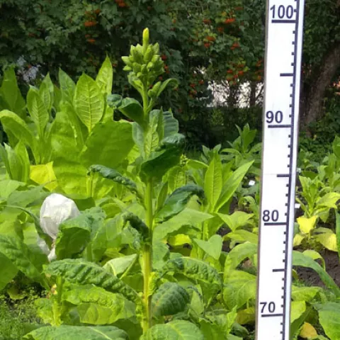 Южнобережный_k