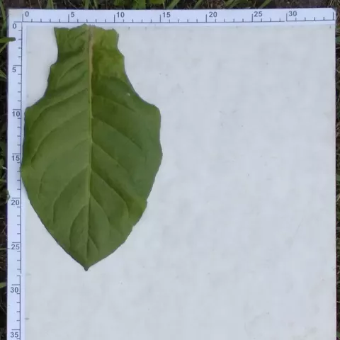 Южнобережный_l