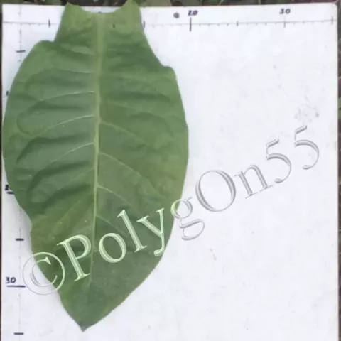 Табак Zapatoca лист