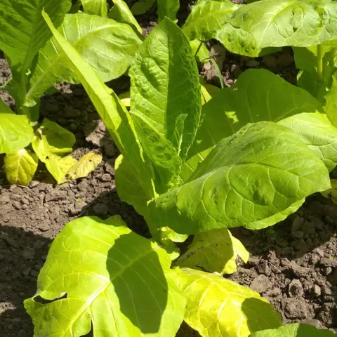 Желтолистный-36_1