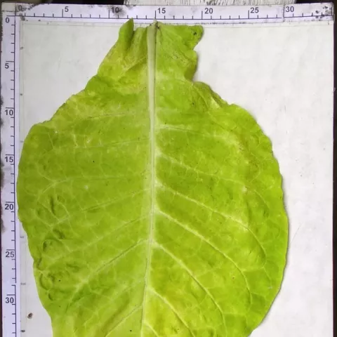 Желтолистный-36_l