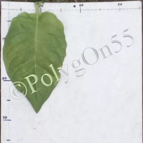 Табак Zitkovacki Prosocan лист