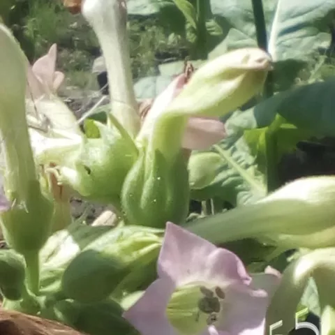 Табак Zitkovacki Prosocan цвет